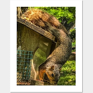 Fox Squirrel Posters and Art